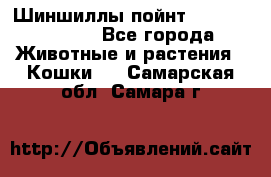 Шиншиллы пойнт ns1133,ny1133. - Все города Животные и растения » Кошки   . Самарская обл.,Самара г.